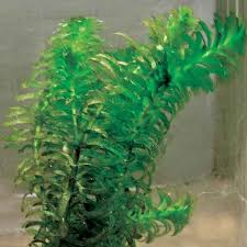 Image result for Submerged Floating Plants