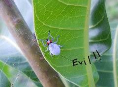 Check spelling or type a new query. Insects Eating Mango Leaves