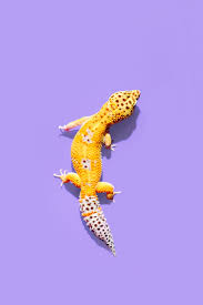 A subreddit dedicated to love of leopard geckos. Leopard Gecko Pictures Download Free Images On Unsplash