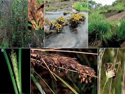 Image result for Scleria