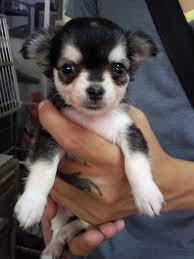 Here at teacups, puppies and boutique, we offer a wide variety of teacup chihuahuas and toy chihuahua puppies for sale in the south florida area, including: Long Hair Chihuahua Puppy Dog Kennel