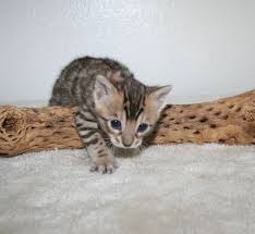 ··· we sale our kittens very cheap, in good health condition and we give health guarantee. Bengal Kittens For Sale In Oregon