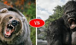 Maybe you would like to learn more about one of these? Grizzly Bear Vs Western Gorilla Fight Comparison Who Will Win