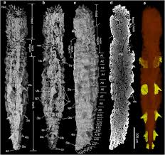 Image result for Sarcophrynium