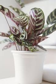 Calathea Calathea Spp Calathea Plant Houseplants Low Light Plants