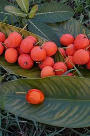 Image result for Garcinia livingstonei