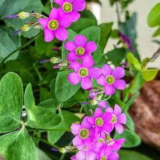 Image result for Oxalis latifolia