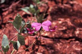 Image result for Otoptera