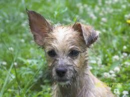 Check spelling or type a new query. Border Terrier German Shepherd Mix Google Search Dog Magazine Fancy Dog Border Terrier