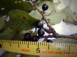 Image result for Bridelia micrantha