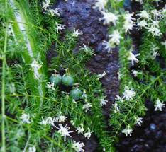 Image result for Asparagus pendulus