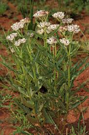 Image result for Pachycarpus lineolatus