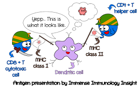 Immense Immunology Insight Question Antigen Presenting Cells Display Processed Antigens To T Cells Through Antigen Presenting Cell Immunology Medical Studies