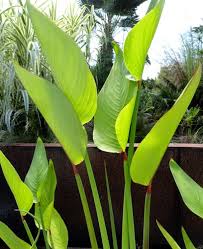 Image result for Thalia geniculata