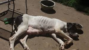 Skinny, Pregnant Dog Surrendered by Owner Lives to Care for Her Pups, thanks to iHeartDogs Customers
