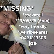 Lost Budgie Found in Campsie, NSW