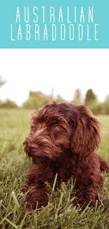 Labradoodle story strives to continue to produce the best possible australian labradoodle puppies with qualities this breed has become so famous for. Australian Labradoodle What You Need To Know About This Breed