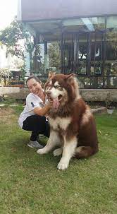 Washington alaskan malamute adoption league (wamal) was formed in 1998 by cindy neely to help with malamute rescue in washington state and since then has expanded into oregon. Pin Em Alaskan Malamute