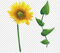 Hasan bisri pelukis dekoratif konsep : Ikon Daun Bunga Matahari Umum Bunga Matahari Bunga Matahari Batang Tanaman Png Pngegg