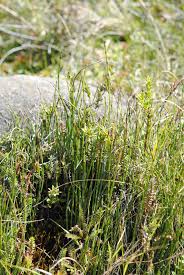 Image result for Equisetum ramosissimum