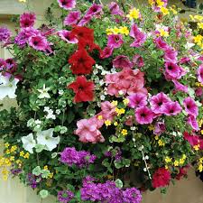 But i'm here to share with you my favorite plants to add to your hanging containers. Hanging Basket Plants Mixed J Parker Dutch Bulbs