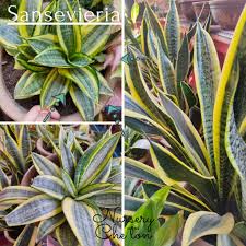 5 tips merawat lidah mertua indoor sansevieria biar tampil indah. Buy Hot Item Pokok Lidah Jin Sansevieria Seetracker Malaysia
