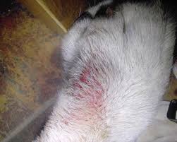 Image result for scabies dogs detail