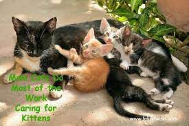 Newborn Kitten Care Caring For Newly Born Kittens Newborn Kittens Cats Kitten Care