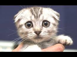 Sevimli Kedi Sirin Kedi Videolari Derleme Youtube
