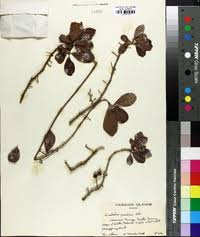 Image result for Embelia upembensis