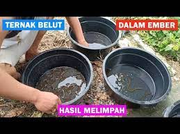 Budidaya belut cara membuat media pemijahan belut dalam ember. Video Cara Budidaya Belut Di Ember Terlengkap Info Laris