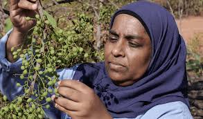 Wild mango', one of the earliest-known plant foods eaten in Australia, next  big thing