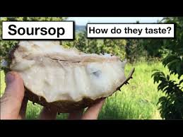 Grafting is the process of fusing one tree to another. Grafted Soursop Fruit Trees Taste Growing In Subtropical Australia Nsw Youtube