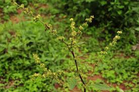 Image result for Rumex nepalensis