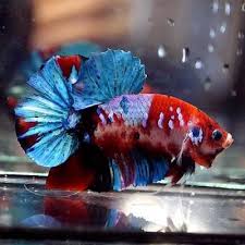 Live Betta Fish Big One Fancy Super Red Koi Galaxy Halfmoon Plakat Male 713 Betta Fish Betta Koi
