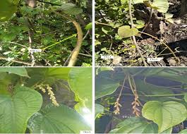 Image result for Dioscorea schimperiana