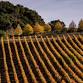 Sonoma County Winegrowers Harvest Party event image