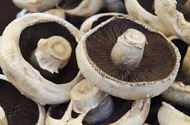 Dogs cannot eat wild mushrooms. Can My Dog Eat Mushrooms The Dog People By Rover Com