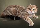 Scottish Fold Breeders - Fanciers Breeder Referral List ...