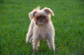 30 redkih i ekzoticheskih porod sobak dog breeds lazy dog breeds dogs