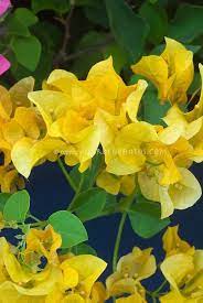 Pin On Bougainvillea