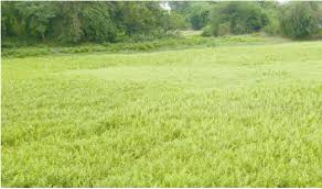 Image result for Ampelopteris prolifera