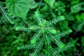 Image result for Phyllanthus amarus