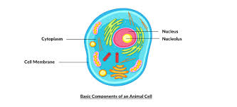 Well, the nucleus itself is surrounded by a membrane called the nuclear envelope. What Is A Cell Structure Functions And Types Studynlearn