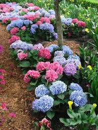 Restaurants for special occasions in florida panhandle. 42 Florida Easy Grow Flowers Ideas Plants Flowers Perennials