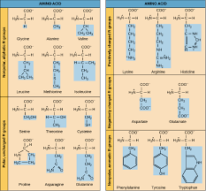 amino acids from the kahn academy amino acids peptide