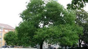 Image result for Styphnolobium japonicum