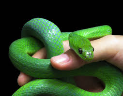 E Importante Conservar As Serpentes Como A Educacao Formal Contato Previo E Percepcao Influenciam Na Interacao Do Homem Com As Serpentes Blog Do Nurof Ufc After the owner suspects cobra verde of consorting with his young daughters, the owner wishes him. blog do nurof ufc wordpress com