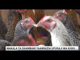 Makala Ya Shambani Somo La Ufugaji Wa Kuku Aina Ya Kroila Youtube