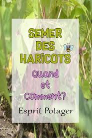 Semer Des Haricots Quand Et Comment Semer Haricots Potager Culture Des Haricots